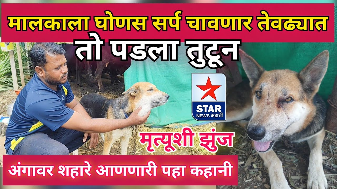 मालकाला घोणस सर्प चावणार तेवढ्यात तो पडला तुटून; प्रामाणिक श्वानाची पहा अंगावर शहारे आणणारी कहानी..