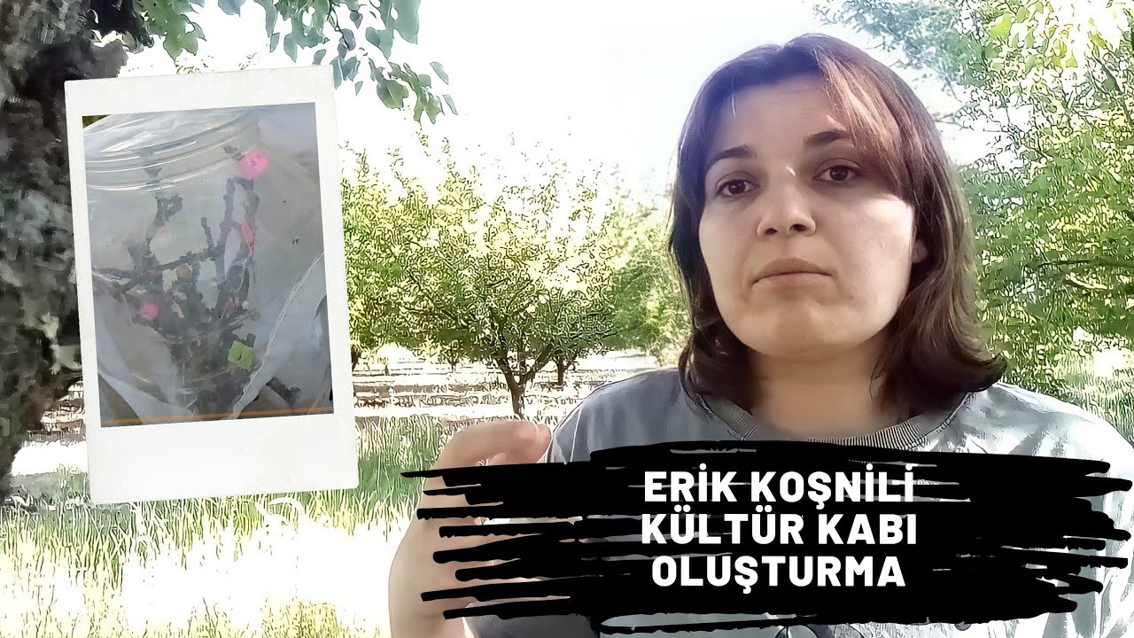 Erik Koşnili Kültür Kabı Oluşturma