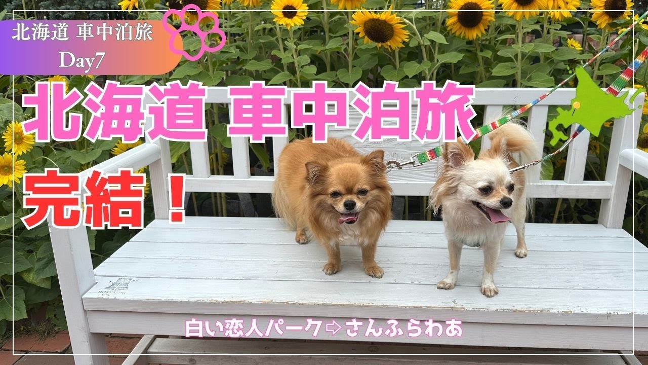 【北海道旅 完結】白い恋人パークからさんふらわあ号で帰路へ！まさかの車両トラブル発生。。。だけどまだ帰りたくない最終日「北海道 車中泊旅 Day7」#キャンピングカー #車中泊 #トイファクトリー