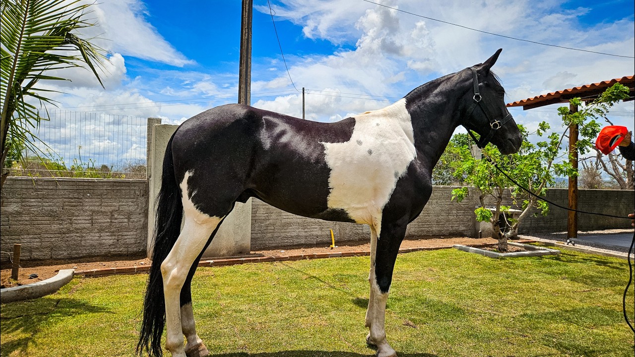 CAVALOS PUROS DE ORIGEM COM DOCUMENTO Á VENDA DIRETO DE AGRESTINA PE!!