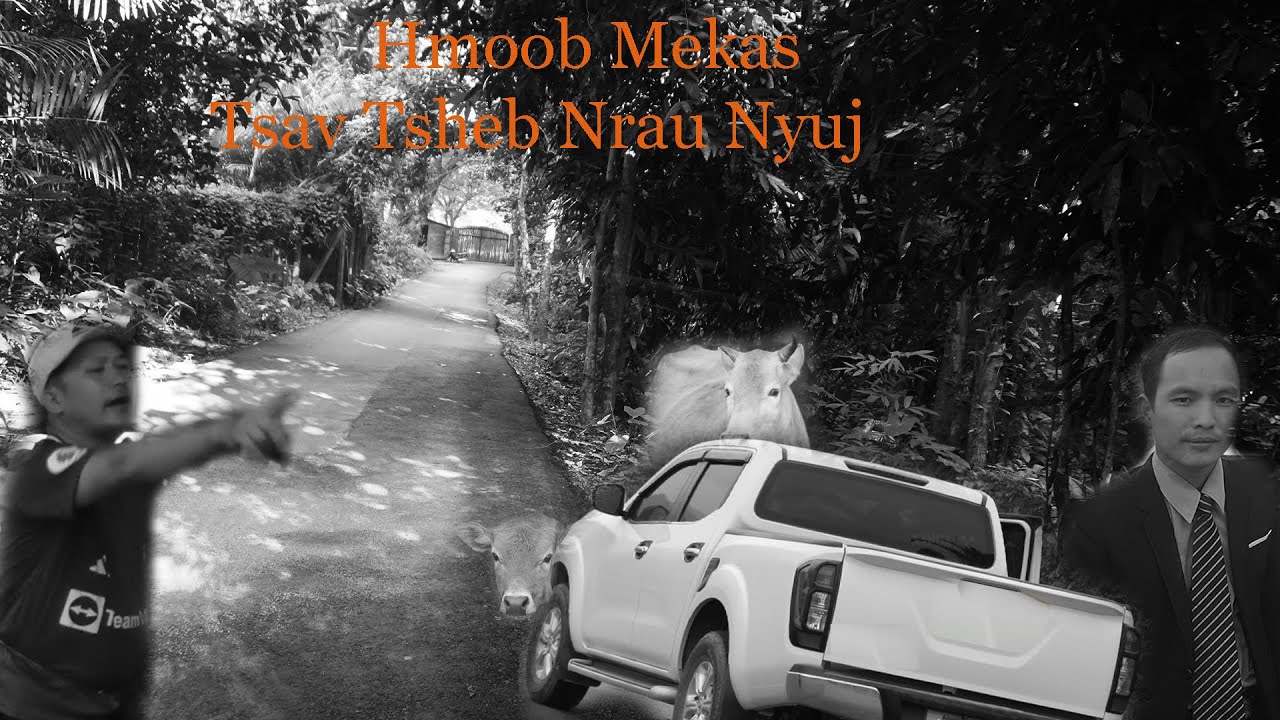 Oct 21, 2024 Hmoob Meskas Ntxhuav Kaus Hawj Tsav Tsheb Nrau Nplog Nyuj