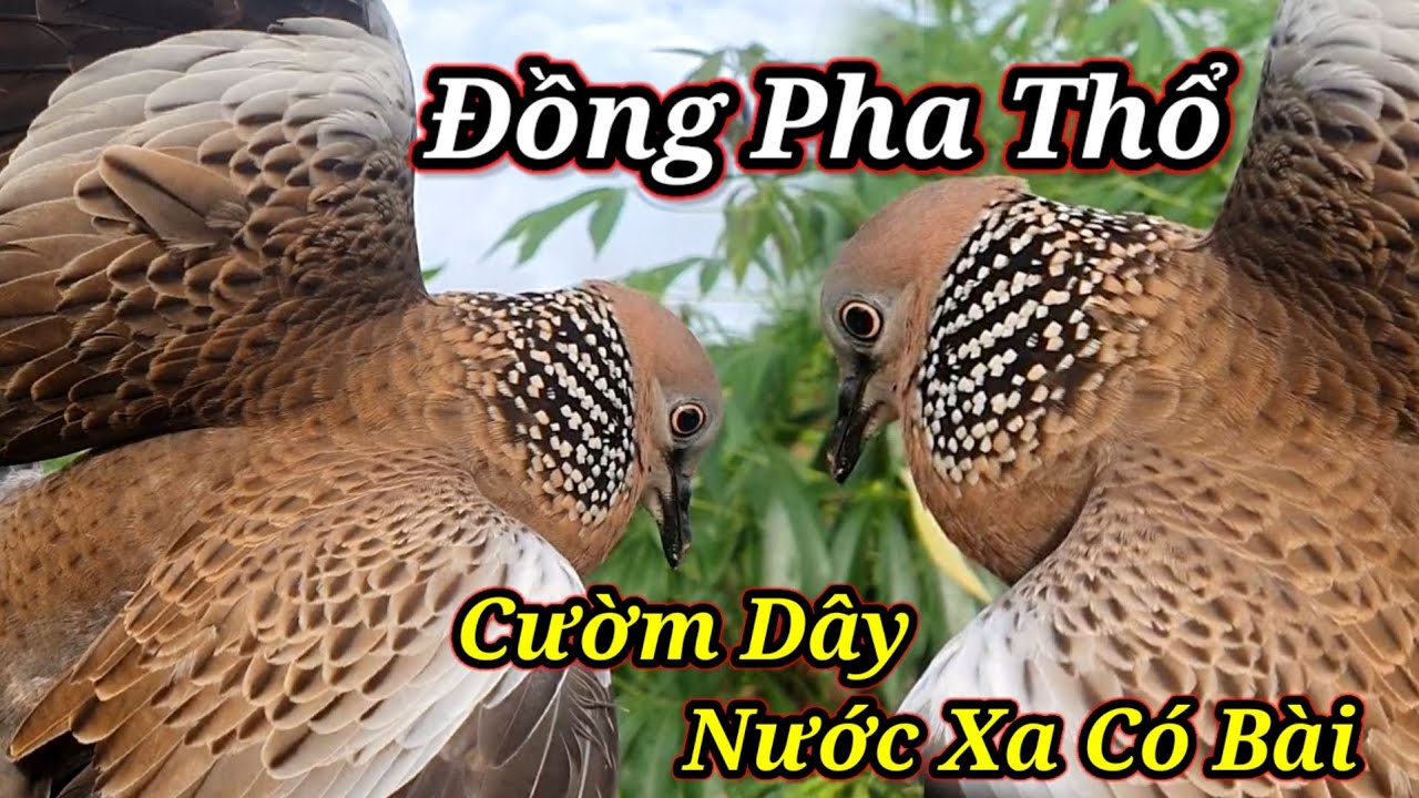 Cu Gáy Bẫy Đấu.Clip350.Bổi Đồng Pha Cườm Dây Nước Xa Gù Phóng Có Kèm.Hậu Kon Tum