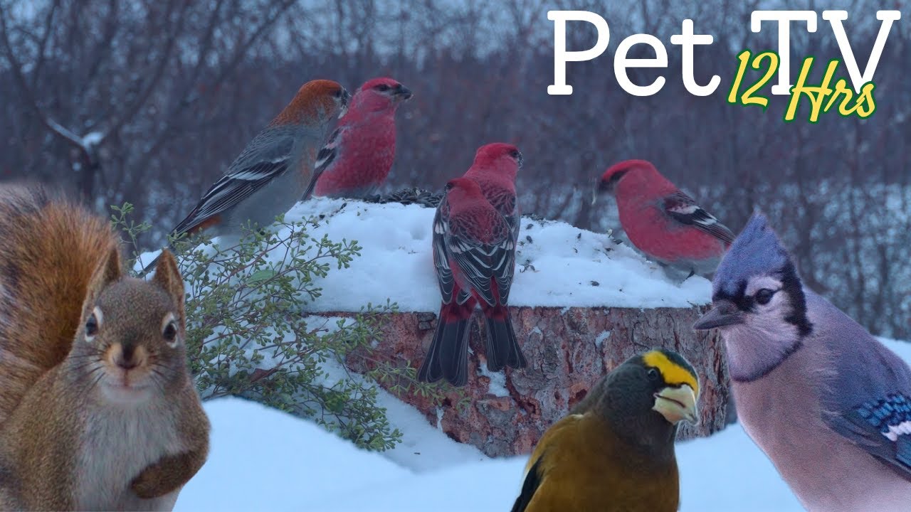 Relaxing Winter Birds 😻 Calm Snowy Feeder for Cats, Dogs, & People to Watch
