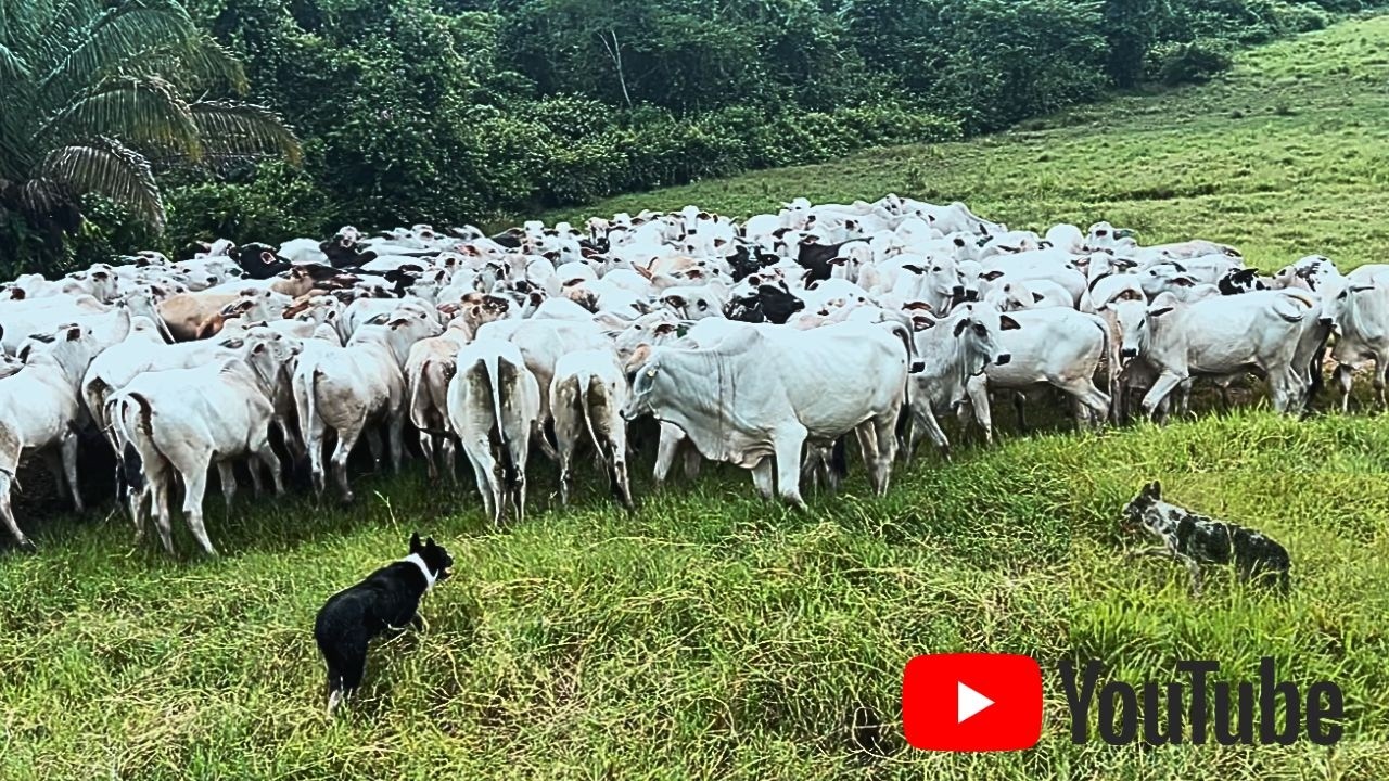 MANEJO TÉCNICO na PRÁTICA | 150 GARROTES guiados por 5 BORDER COLLIE