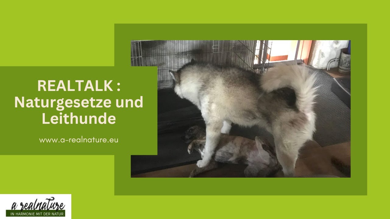 Realtalk: Leithunde - Rudeltheorie - Rudelstellung - Archetypen n. Maya Nowak