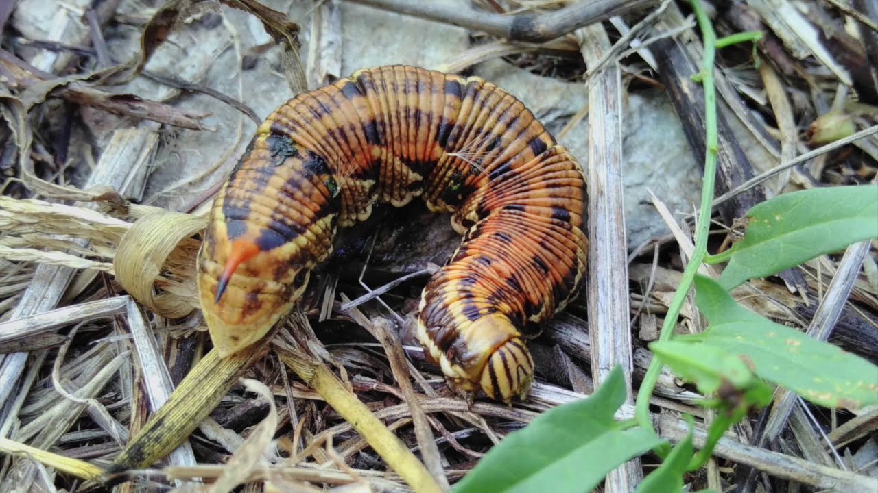 La chenille du Sphinx du liseron - Faune sauvage du jardin