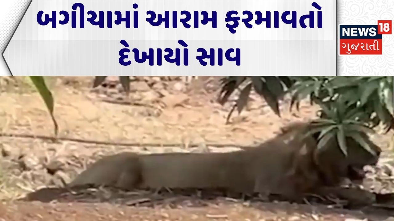 Gir Somanth Lion News | બગીચામાં આરામ ફરમાવતો દેખાયો સાવજ | Garden | Wild Animal | Forest