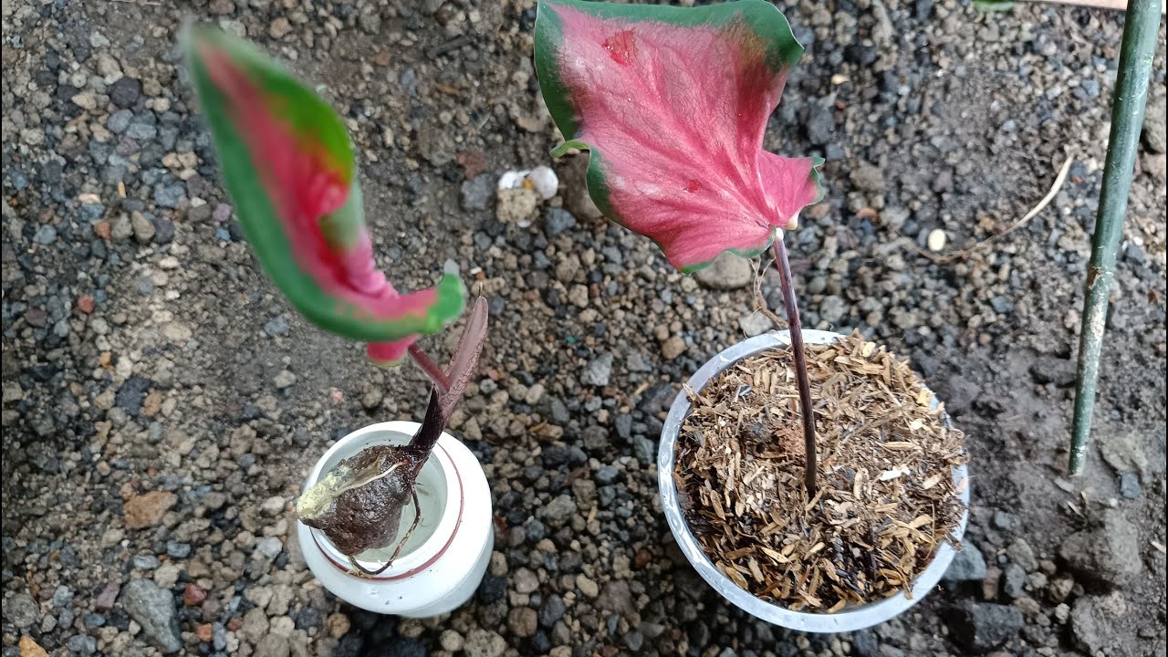 Update New Technique Growing Caladium in Water