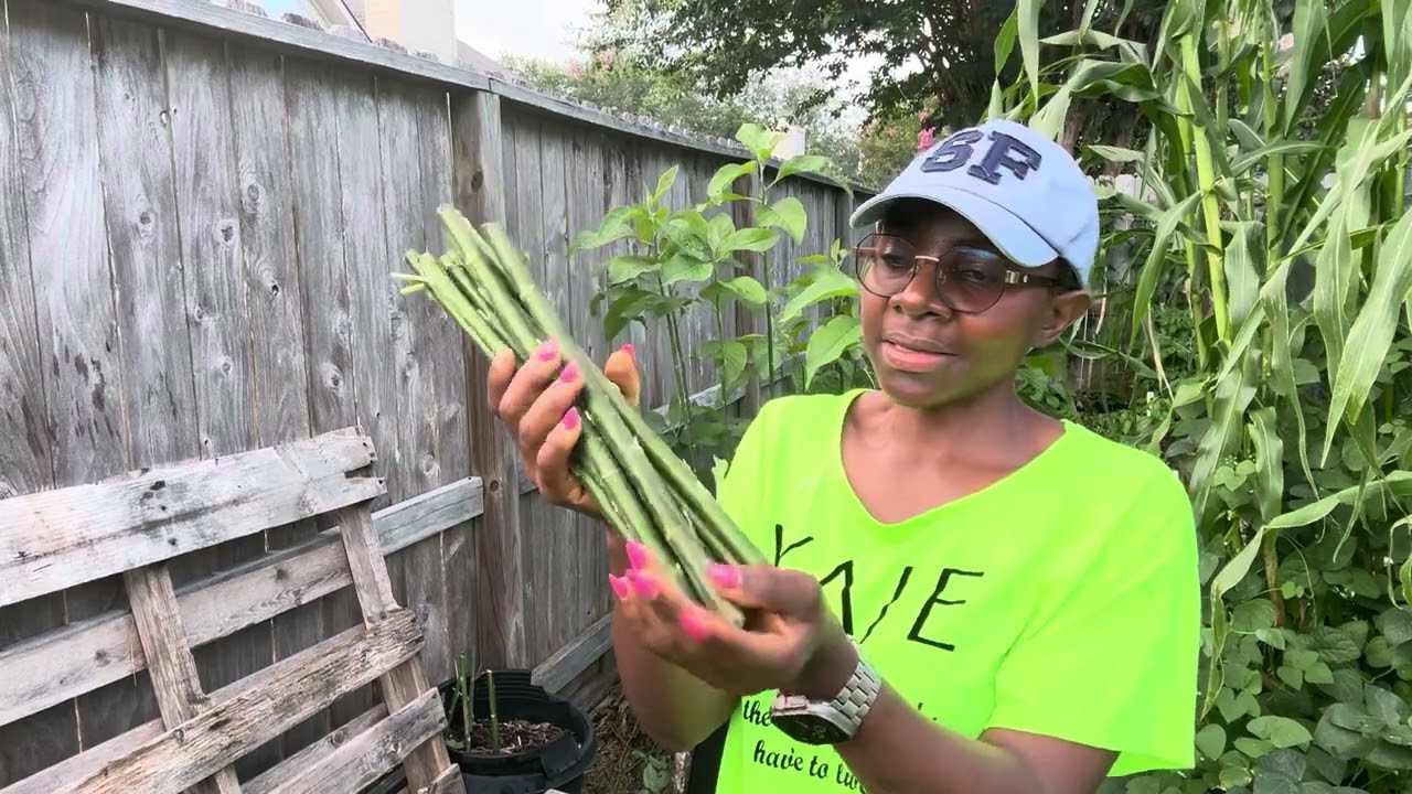 Grow Bitterleaf from stem Faster Using this Hack