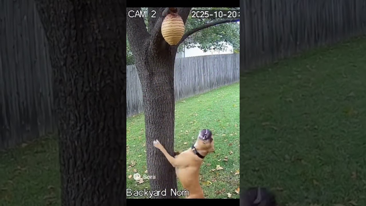 Dog Attacks Beehive, Gets Stung, and Runs Away Screaming 😭🐝  #Shorts
