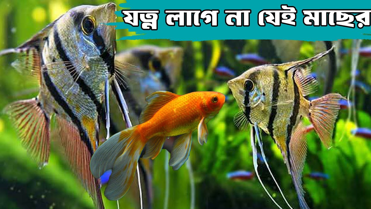 যেই মাছের কোনো যত্ন করতে হয় না এবং মারা যায় না সহজে | নতুনদের জন্য সেরা কয়েকটি মাছ | Beginners fish
