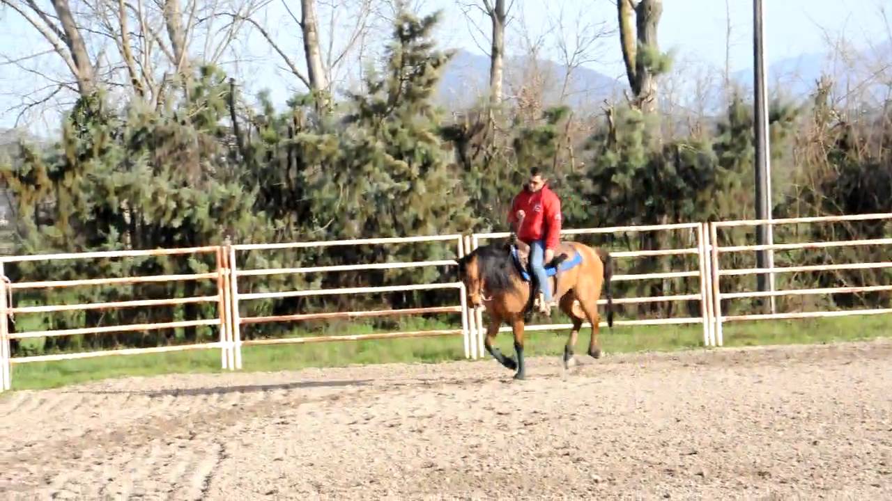 HORSE REINING