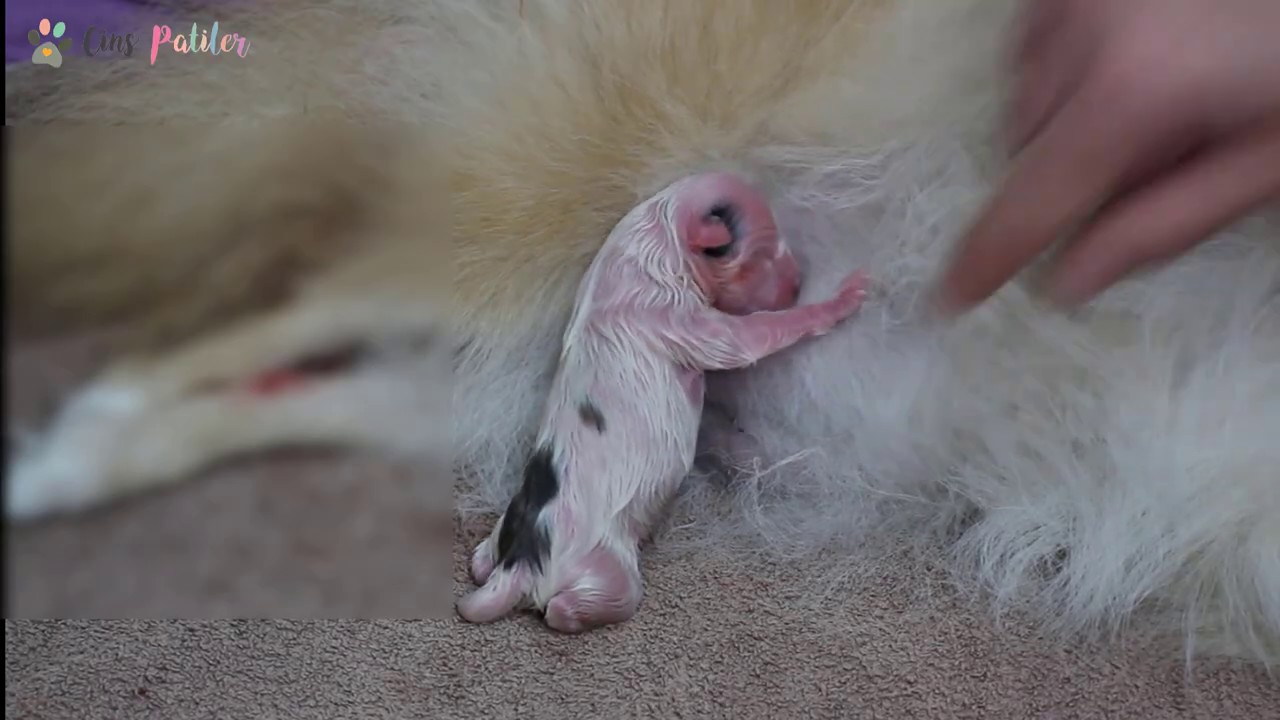 Köpek Doğum Anı, Evde köpek doğumu, Pomeranian köpeğimiz Doğurdu (puppy)