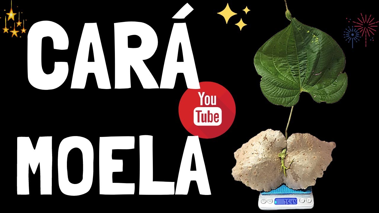CARÁ MOELA | Tudo sobre esse tubérculo maravilhoso | Como PLANTAR, quando COLHER, seus BENEFÍCIOS!!