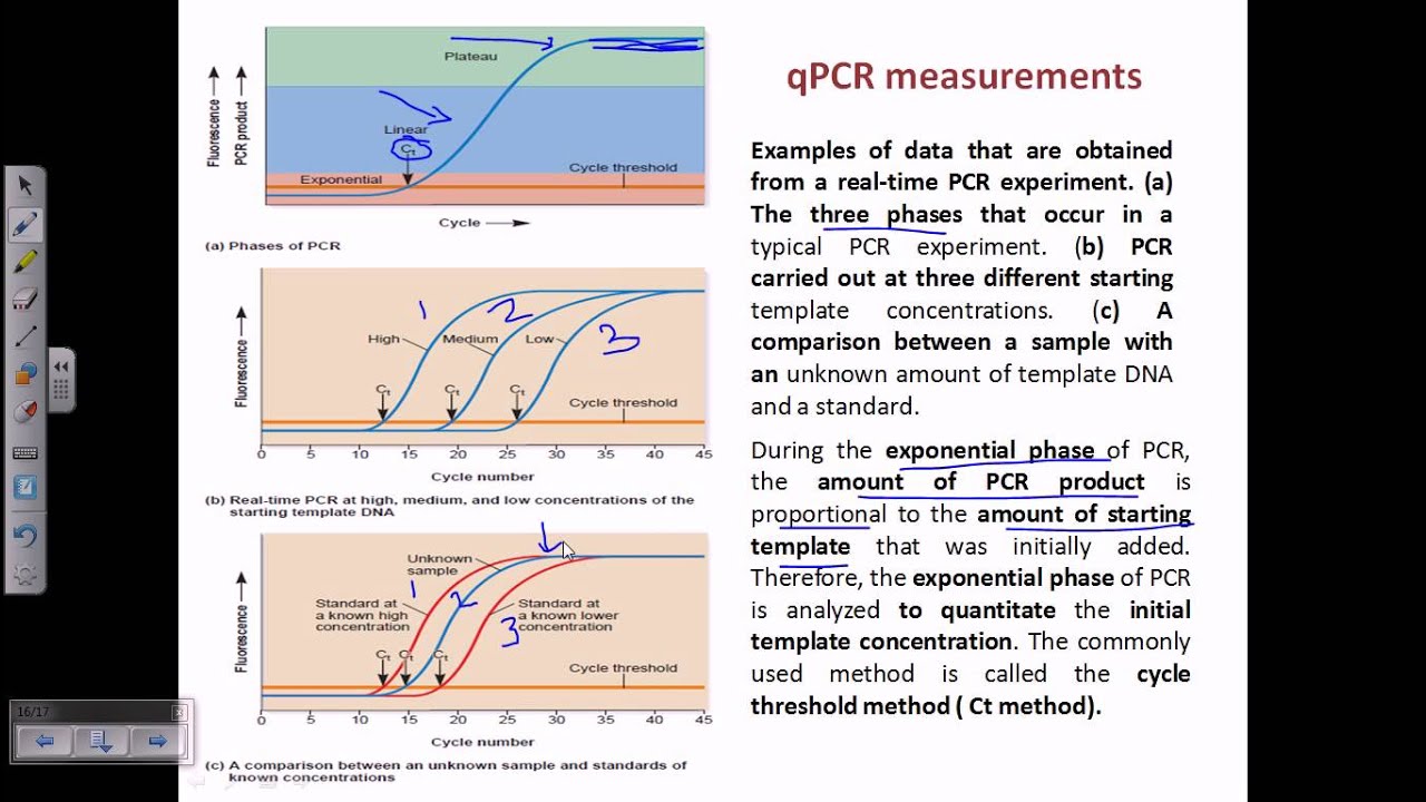 Quantitative real time PCR (qPCR)