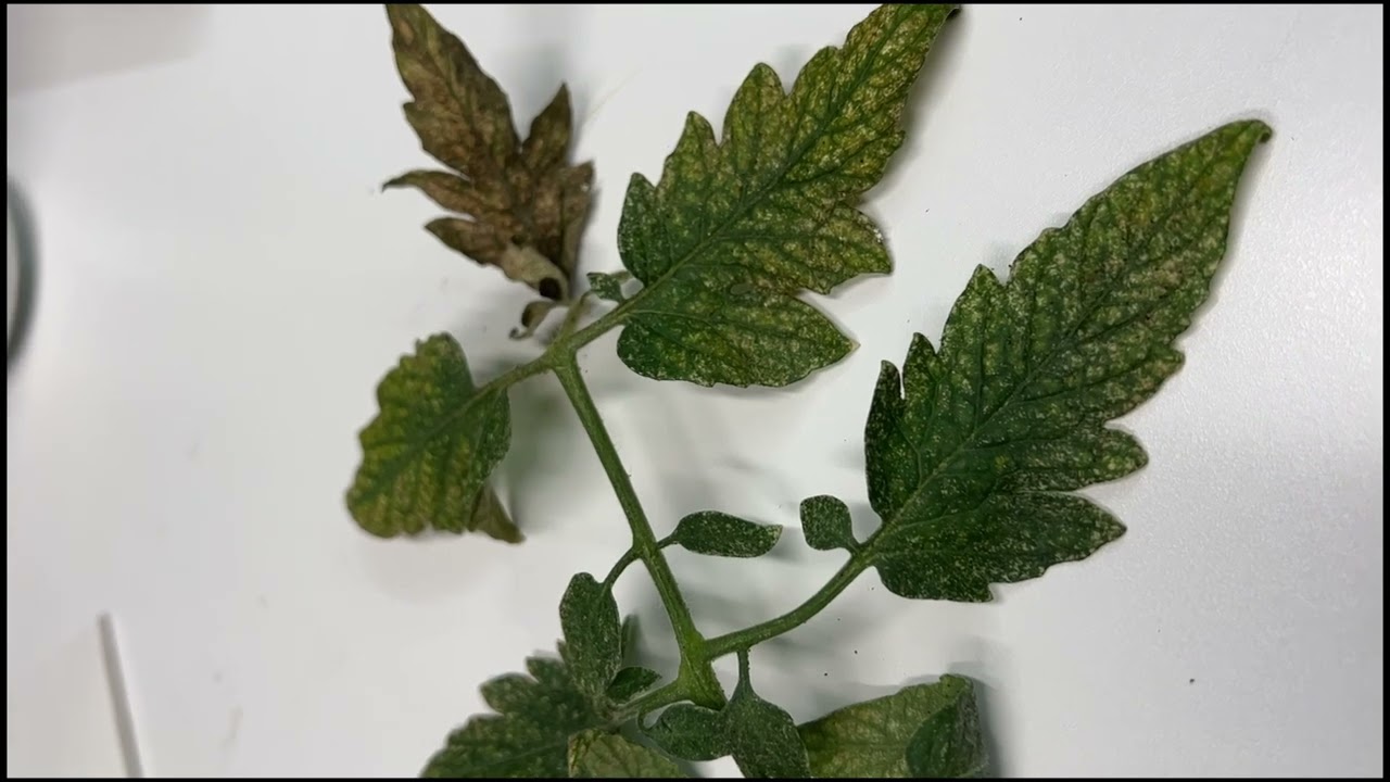 Attack of the Spider Mites on the Hydroponic Tomatoes