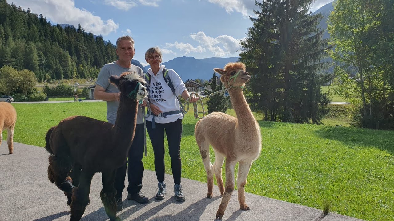 Zu Besuch bei Alpakas in Achenkirch