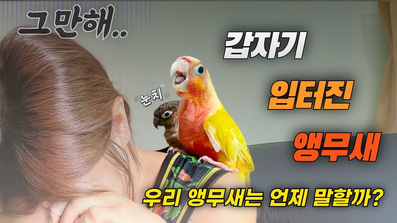 앵무새 입 다물고 한 마디도 안하더니 3주만에 한 말이? | 앵무새 말하는법