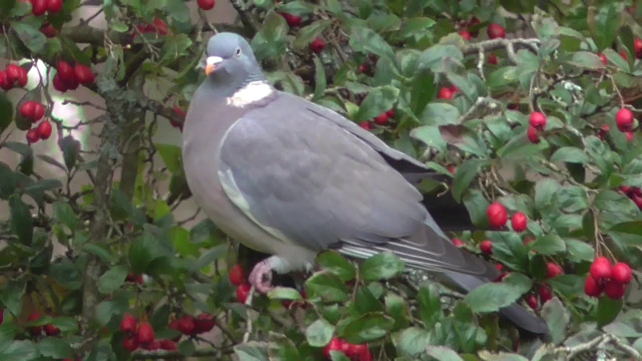 Wood Pigeon Eating Berries
