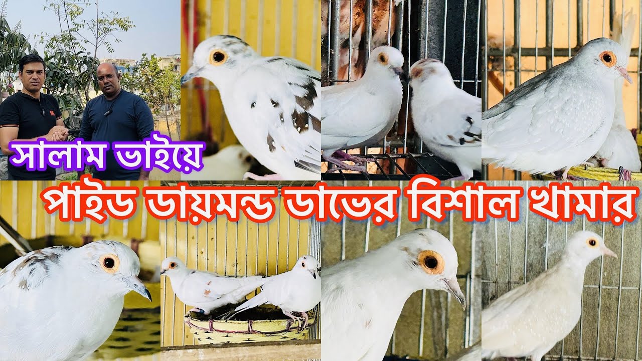 পাইড ডায়মন্ড ঘুঘুর ধামাকা কালেকশন ।ডায়মন্ড ডাভ পালন পদ্ধতি।ডায়মন্ড ঘুঘুর খামার।Diamond dove#viral