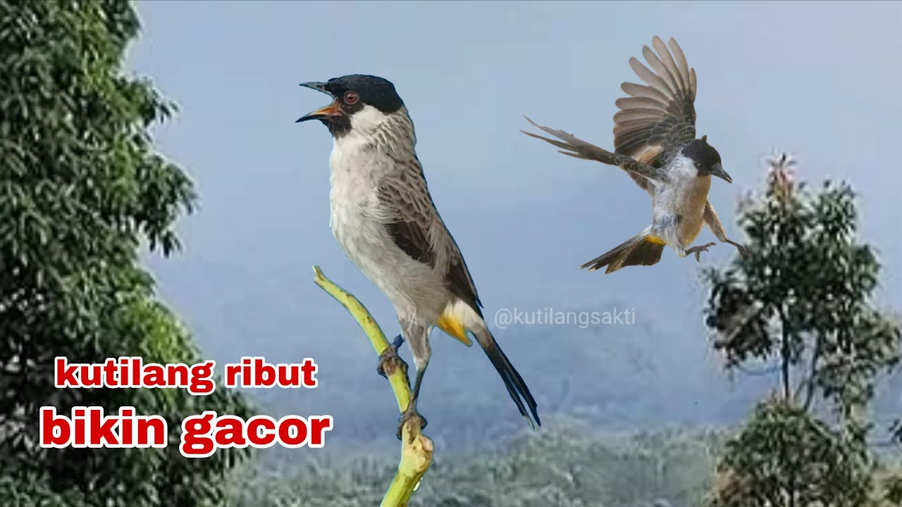 Suara Burung Kutilang Ribut 100% Ampuh Untuk Pancingan Dan Pikat