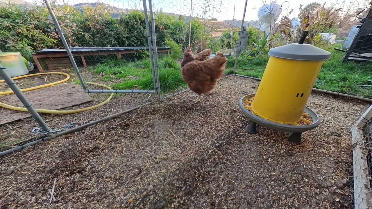 avantages et inconvénients d'avoir des poules