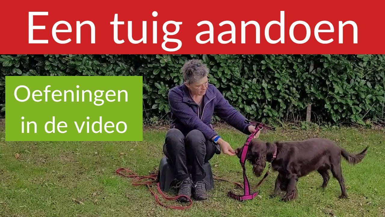Een tuig aandoen. Oefening in de video. #passievoorhonden