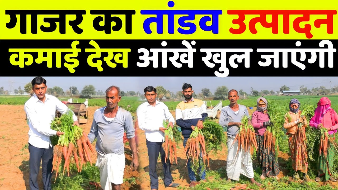 गाजर की खेती कब और कैसे करें | gajar ki kheti kaise karen | carrot ki kheti in hindi
