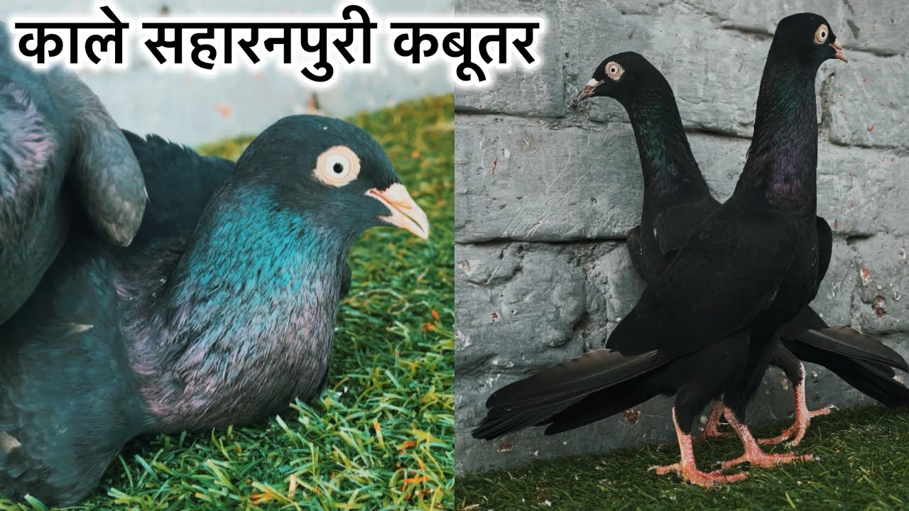 05/02/2026 | काले सहारनपुरी “ROYAL SAHARANPURI KALSIRE | बिन्दर वाले पंजाबी कबूतर | 7895507817 | 