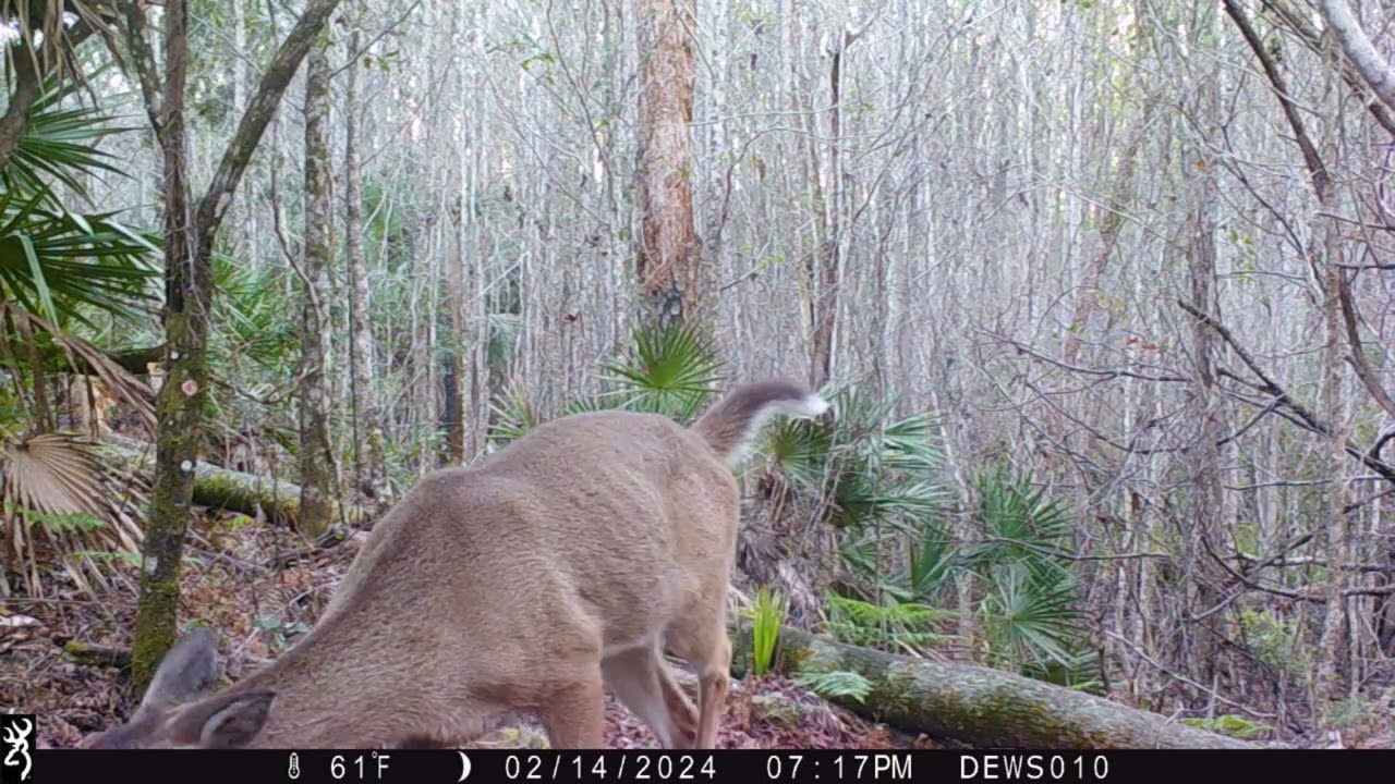 Ocala Trail Camera Shorts