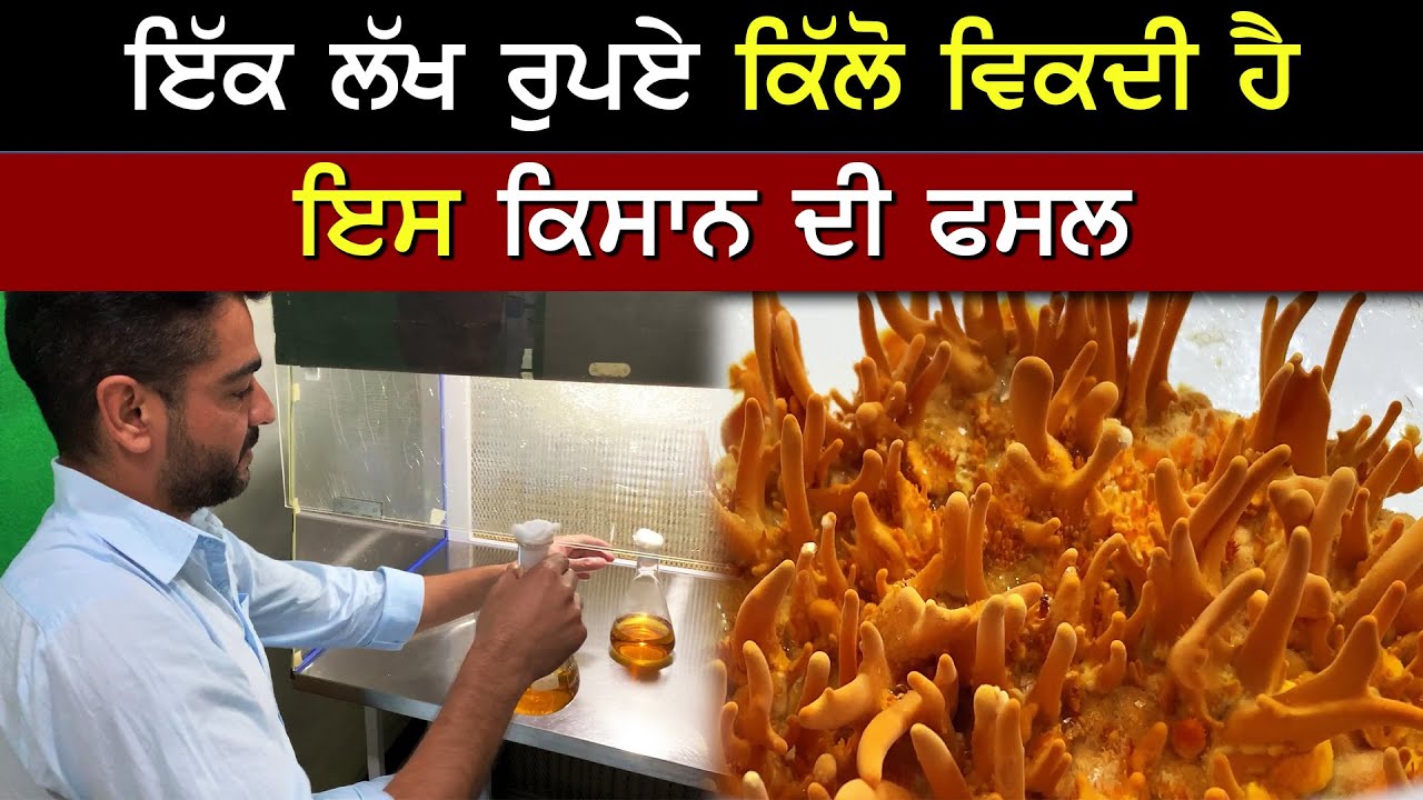 ਇੱਕ ਕਮਰੇ ਜਿੰਨੀ ਥਾਂ 'ਚੋਂ 10 ਲੱਖ ਦੀ ਕਮਾਈ