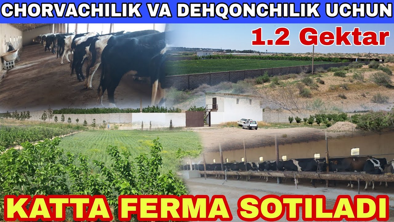 KATTA FERMA SOTILADI SURXONDARYO TERMIZ 1.2 GEKTAR MAYDONI