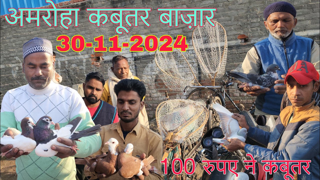 Amroha kabootar market 🕊️30-11-2024. अमरोहा कबूतर बाज़ार। Gola kabootar market. Bird market India.