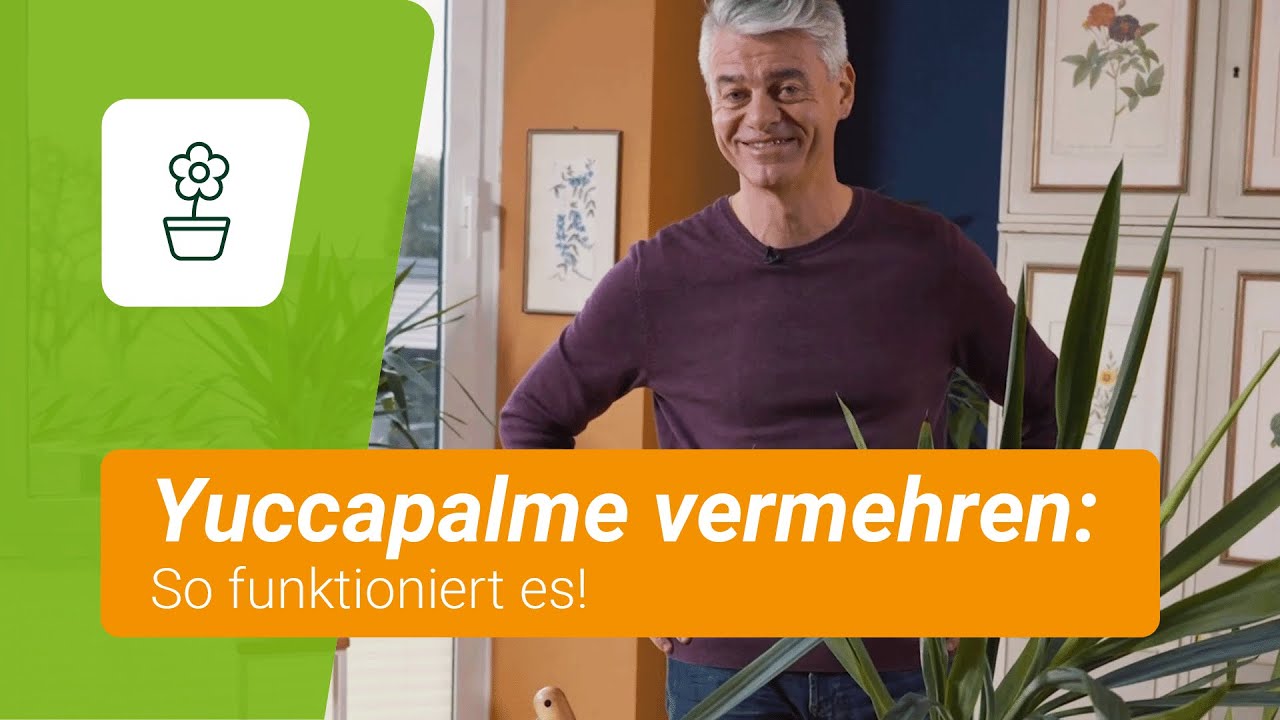 Yuccapalmen vermehren: Schritt-f&uuml;r-Schritt-Anleitung