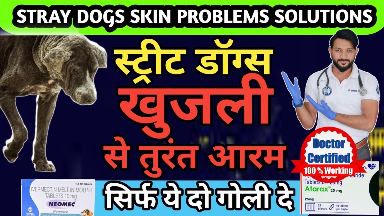 Stray | Решение проблемы зуда у уличной собаки | Лечение кожных инфекций Kutte ki khujli ki medicine
