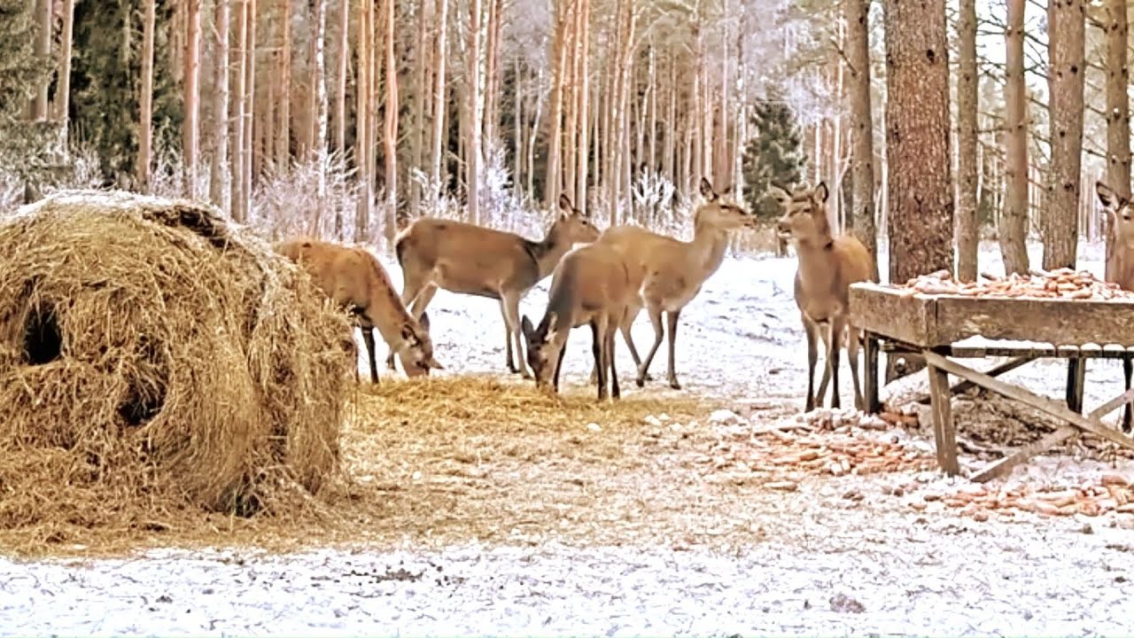 Red Deer 31.01.2026 Saaremaa hirved