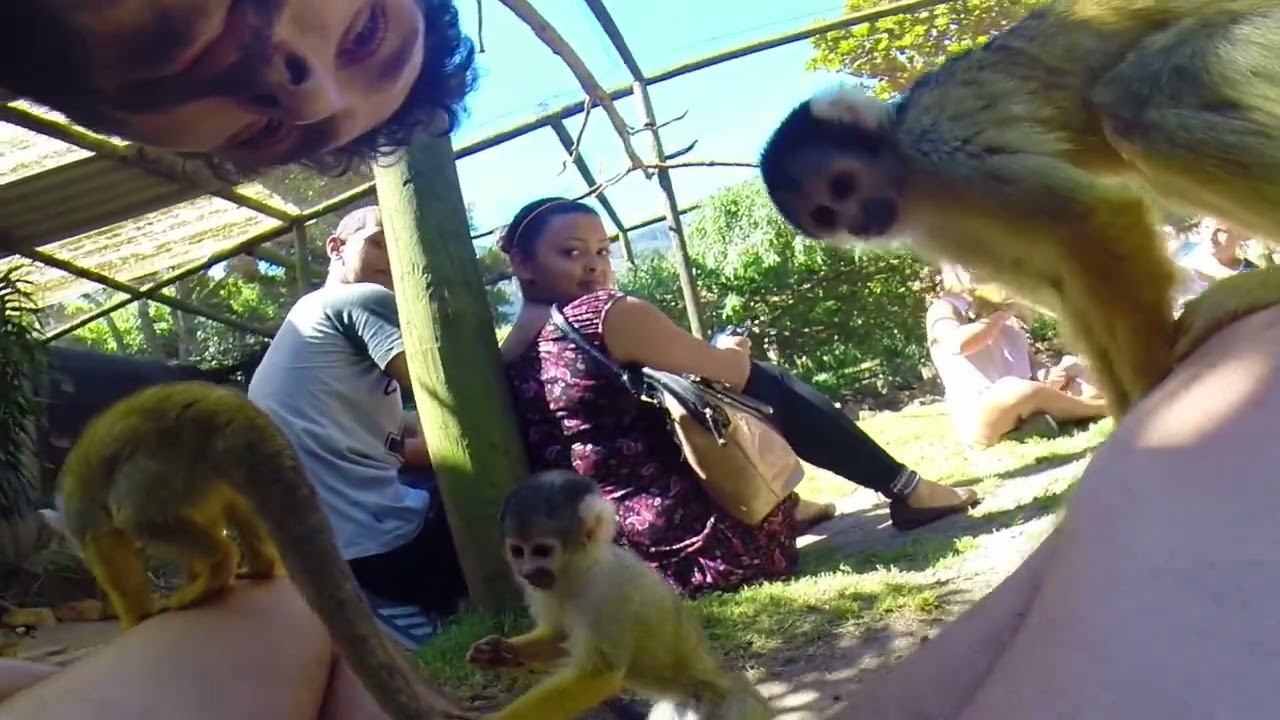 World of Birds, Hout Bay