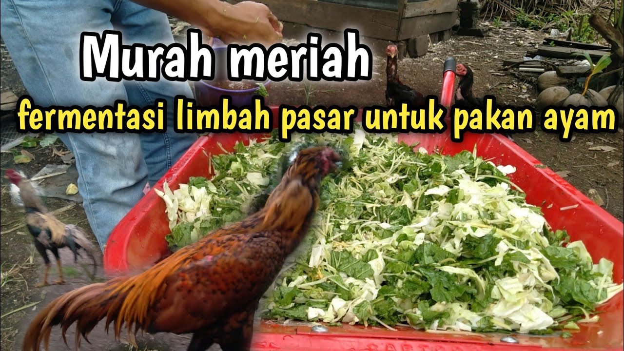 Cara fermentasi sayuran untuk pakan ayam