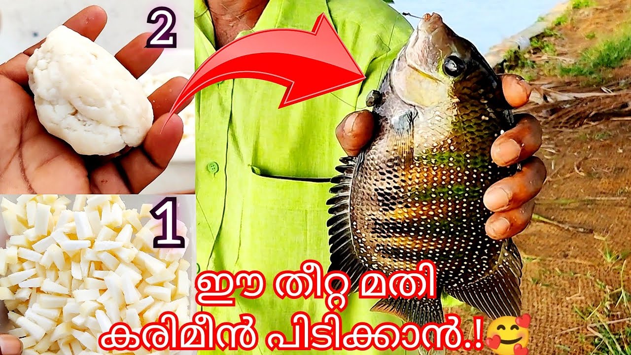 കരിമീൻ പിടിക്കാം ഈസിയായി 🥰 | Karimeen Fishing Malayalam | Kerala Traditional Fishing | A4Anglers