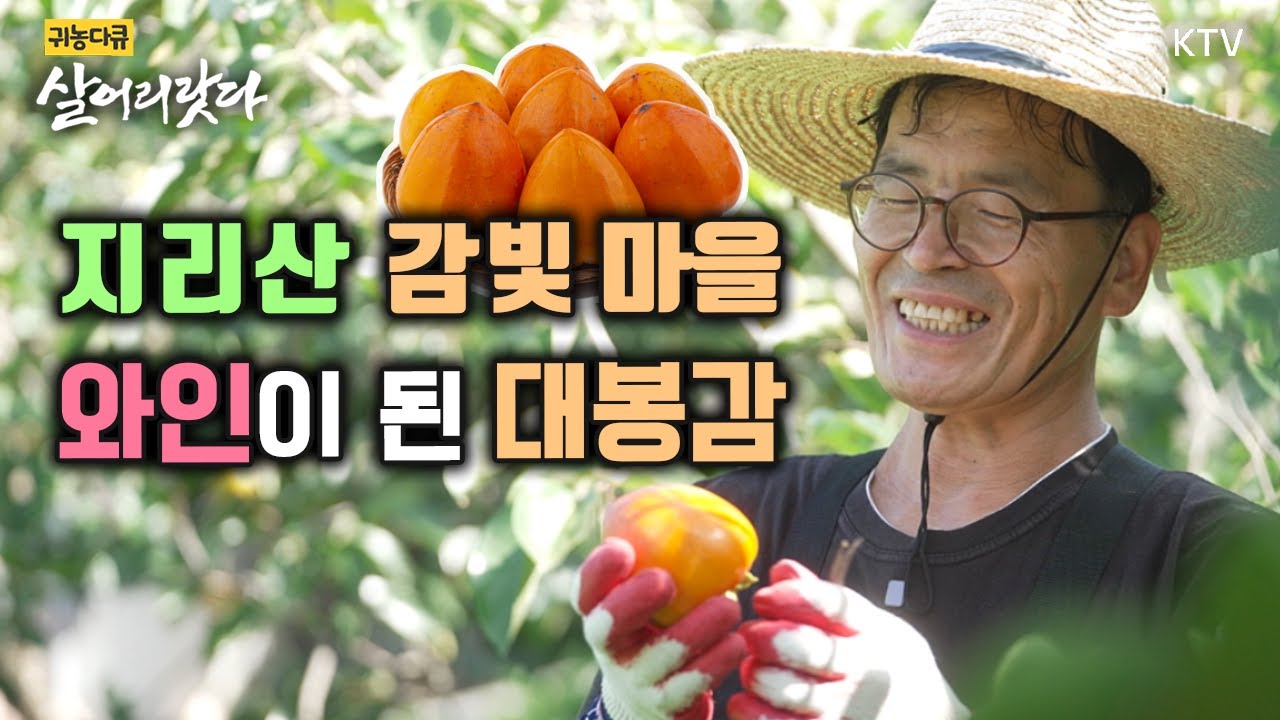 (경남 하동/368회) 지리산 자락 대봉감, 와인으로 다시 태어나다ㅣ#KTV #살어리랏다 #귀농귀촌 #지리산