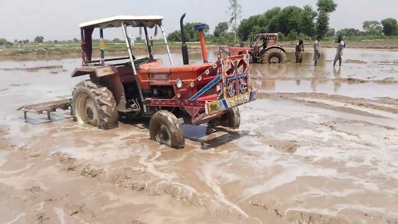 Tractors badly mud stuck in rice field |  Rescue Team Belarus 510 , MF 265 , fiat 480,MTZ 50