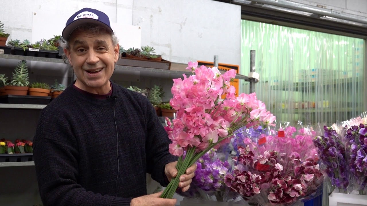 Everything You Need to Know About Sweet Peas