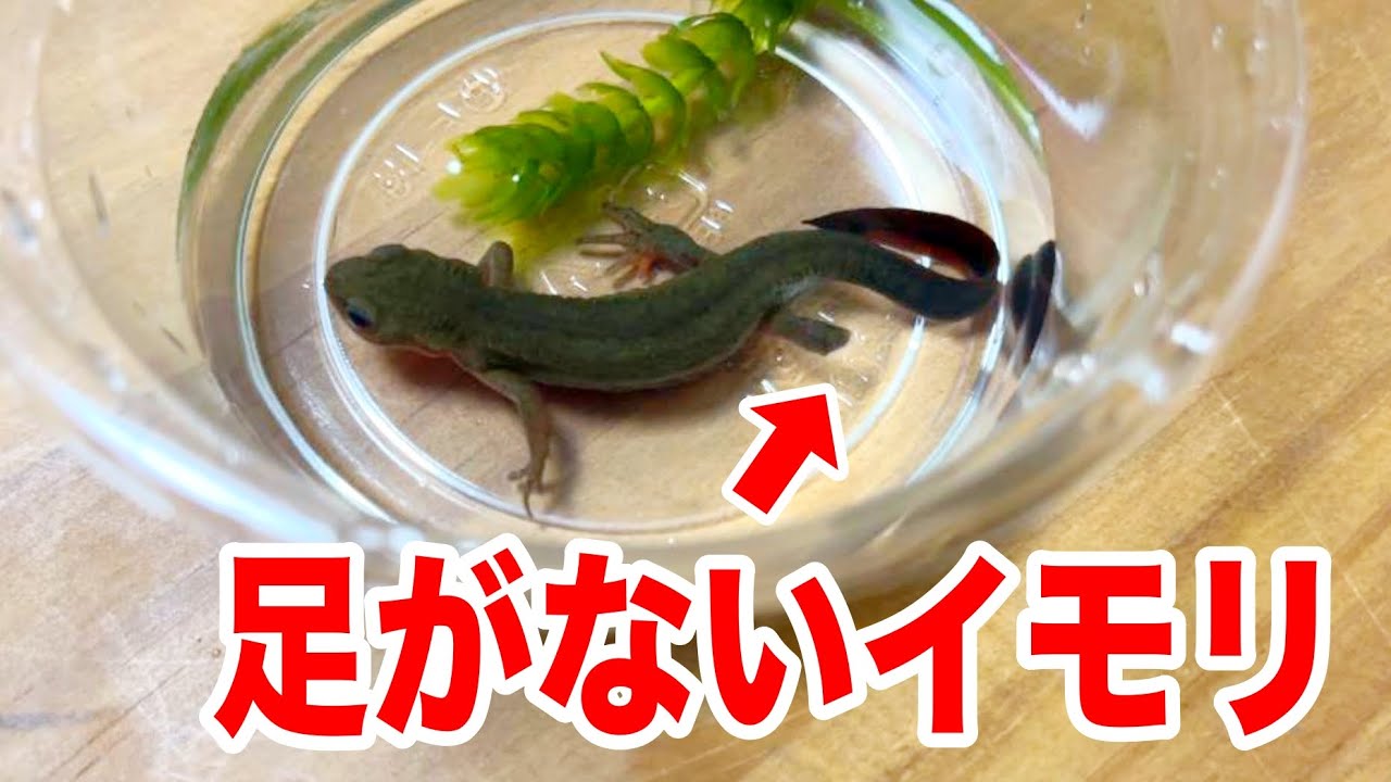 足がないイモリが100円で売られていたので、飼育してみた結果がこちら...