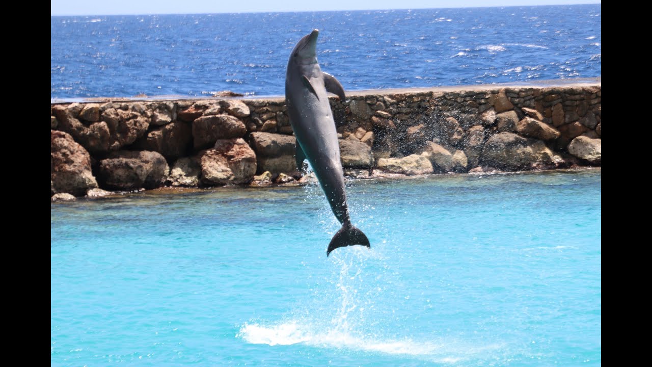 Curacao Sea Aquarium, and Dolphin Academy. Curacao.