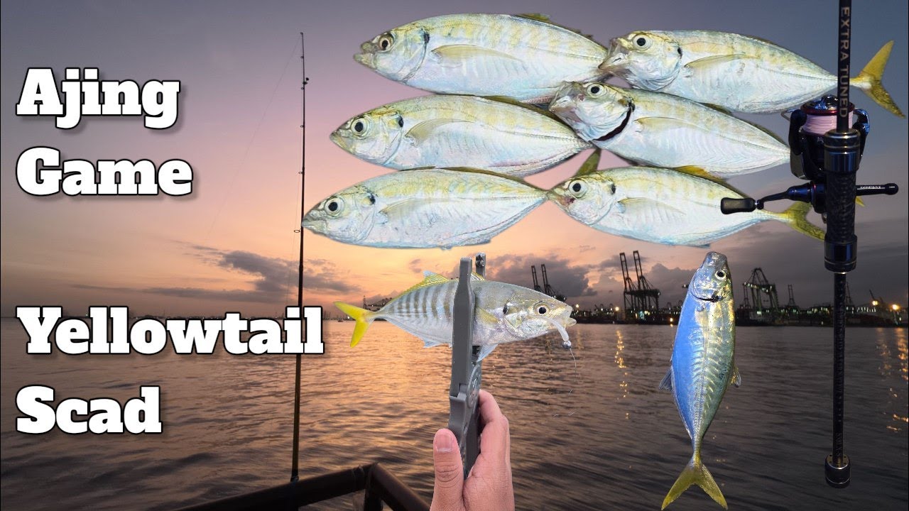 Ajing/Ultralight Fishing at Labrador Jetty | Yellowtail Scad/Selar