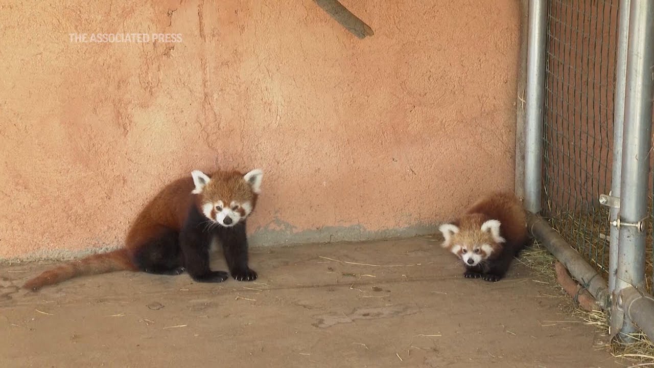 Cr&iacute;a de panda rojo&nbsp; Nace en Zoo griego