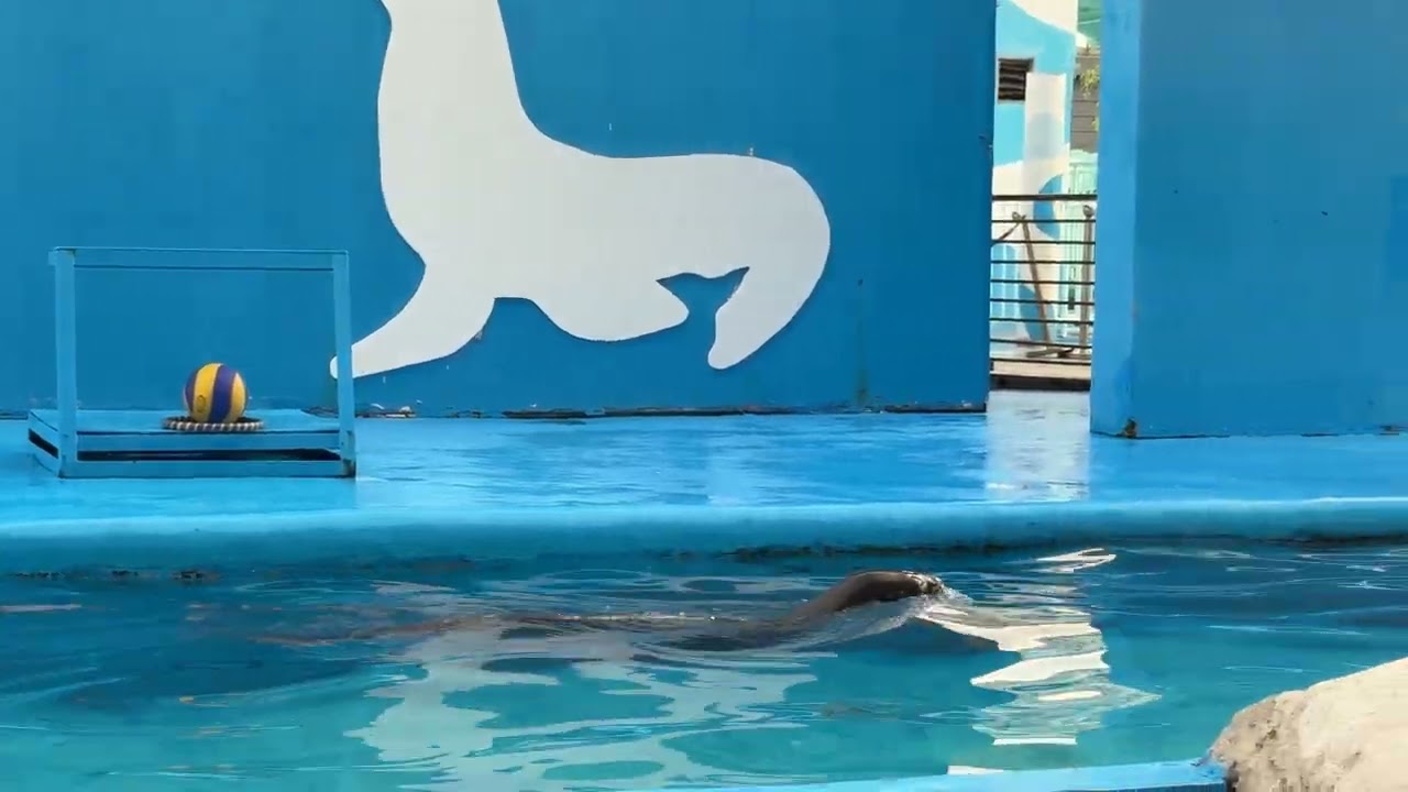 Sea Lion Show at Manila Ocean Park
