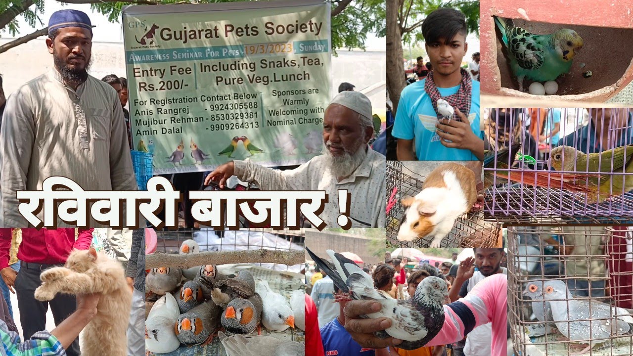 Sunday Market Ahmedabad | Hagoromo Budgies, Guniea Pig, Persian cat, Dimond dove | 12 March 2023