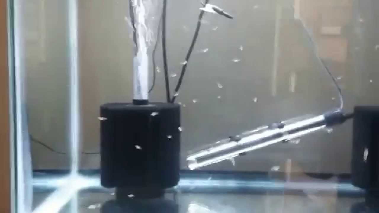 Taking care of angelfish fry. For beginners.