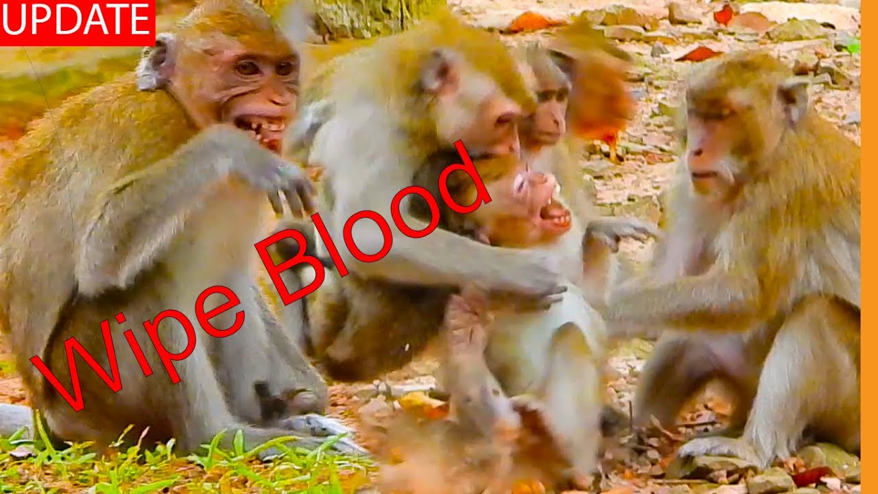 Mur-dured Janna !! Piper and Blacky JOIN Destroying Janna's Wellness Till Blo-od Splash